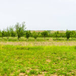 A row of freshly planted wholesale bare root liners laurels in a landscaped garden.